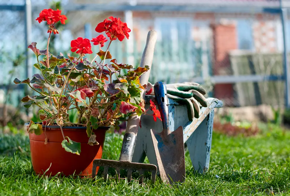 Your Guide to Seasonal Gardening in Ireland